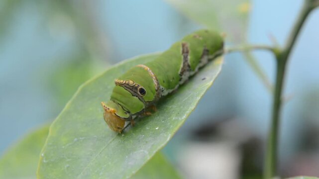 Macro Shot of a Large Papilio Caterpillar with Warning Colors and Osmeterium on a Citrus Leaf. Insect Life Cycle, Ecology, and Pest Concept
