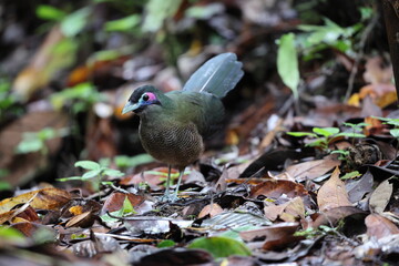 Sumatran ground cuckoo (Carpococcyx viridis) is a large, terrestrial species of cuckoo endemic to the forests of Sumatra in Indonesia.