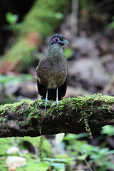 Sumatran ground cuckoo (Carpococcyx viridis) is a large, terrestrial species of cuckoo endemic to the forests of Sumatra in Indonesia.