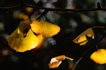 The golden leaves of ginkgo trees in autumn stand out strikingly
