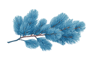 Azure fir branch with long needles, vector design