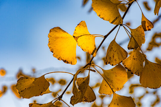 The golden leaves of ginkgo trees in autumn stand out strikingly