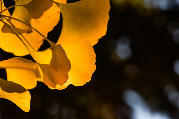 The golden leaves of ginkgo trees in autumn stand out strikingly