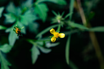 The botanical garden has green vegetation with various leaves, flowers, and wild fruits. Showcasing the beauty of nature