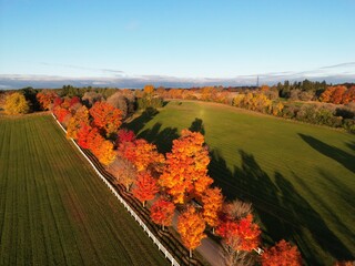 Tree-lined path with flamboyant colors in a field in autumn - All&eacute;e d'arbre aux couleurs flamboyante dans un champ en Automne