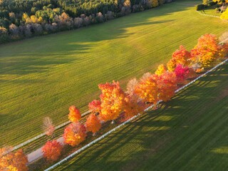 Tree-lined path with flamboyant colors in a field in autumn - All&eacute;e d'arbre aux couleurs flamboyante dans un champ en Automne