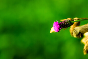 The botanical garden has green vegetation with various leaves, flowers, and wild fruits. Showcasing the beauty of nature