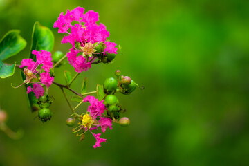 The botanical garden has green vegetation with various leaves, flowers, and wild fruits. Showcasing the beauty of nature