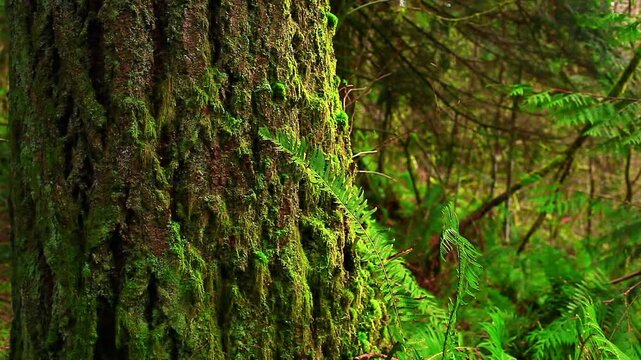 a video of an old growth Douglas fir tree and sword fern in Olympic National Park Washington State