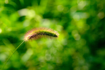 The botanical garden has green vegetation with various leaves, flowers, and wild fruits. Showcasing the beauty of nature