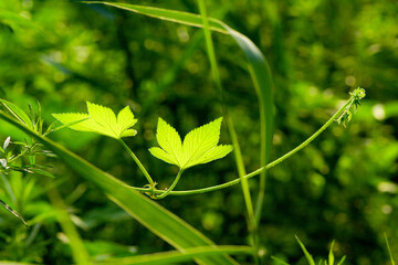 The botanical garden has green vegetation with various leaves, flowers, and wild fruits. Showcasing the beauty of nature