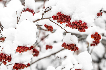 Snowy covered red viburnum rowan berries with hat of white snow in winter season, close up, copy space