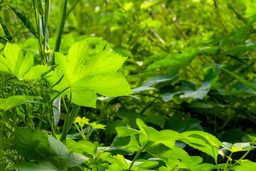 The botanical garden has green vegetation with various leaves, flowers, and wild fruits. Showcasing the beauty of nature