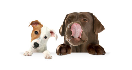 Obraz premium Dogs peeking out on white background. Animals holding their paws on banner