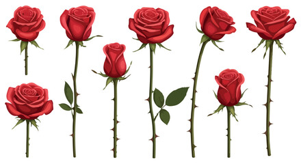 Red roses with transparent background © Pandaman1102