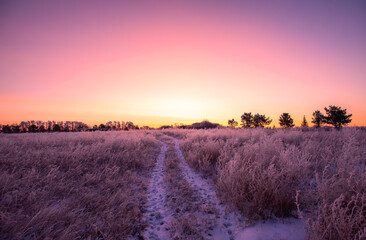 Pink winter sunrise over the meadow
