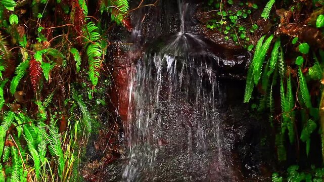  a video of a spring in Olympic National Park Washington State