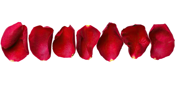 Row of seven crimson rose petals against black backdrop