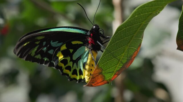 A close up of a colorful butterfly in a garden near Lehi, UT