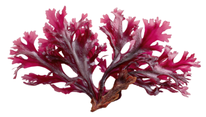 Red seaweed tuft with wavy fronds, against dark background