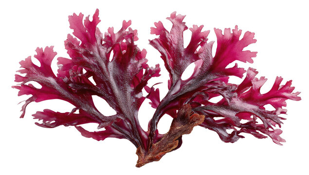 Red seaweed tuft with wavy fronds, against dark background