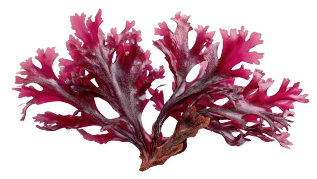 Red seaweed tuft with wavy fronds, against dark background