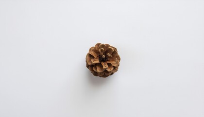 Natural Pine Cone on White Background