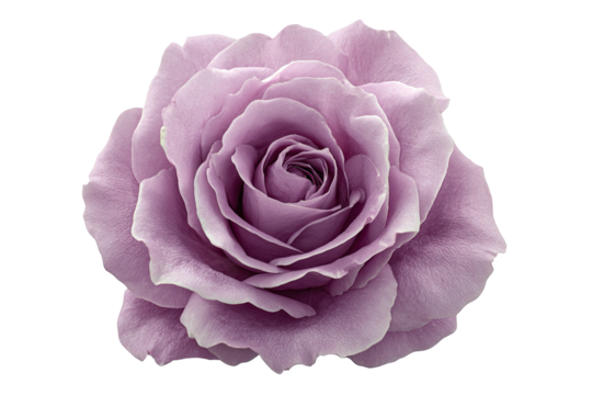 Lavender rose. Petals unfurl to reveal spiral center.