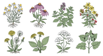 Botanical study of wildflowers and herbs