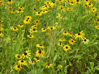 Obraz premium bed of spiky black-eyed Susan - parterre de Rudbeckie hérissée