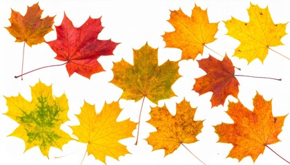 Fototapeta premium Autumn Maple Leaves Collection Red, Orange, Yellow, Fall Foliage