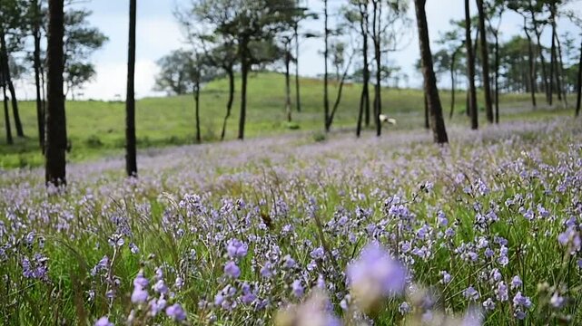The pink-crested Naga flower is full of fields after the rain stops, even more beautiful.
