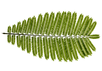 Exotic mimosa leaf, a vibrant green botanical detail, perfect for adding a touch of nature and freshness to your creative projects and designs today