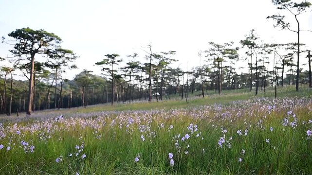 The pink-crested Naga flower is full of fields after the rain stops, even more beautiful.
