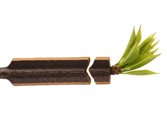 Revealing the inner beauty and vibrant life force of a sprouting branch, cut open to showcase nature's resilience, perfect for growth and renewal themes