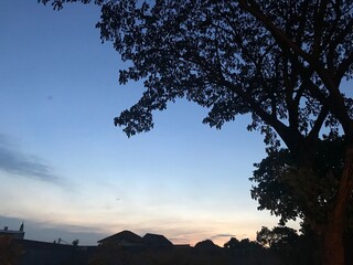 Peaceful evening sky with silhouetted tree branches and rooftops at sunset. Tranquil natural light and warm dusk colors in a serene suburban landscape
