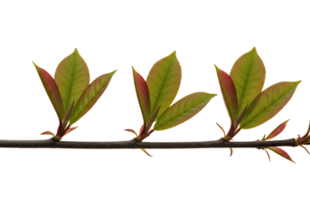 Fresh spring leaves emerging on a branch, vibrant symbol of new beginnings, nature's renewal, and growth potential for your creative projects today