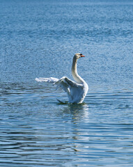 The beautiful swans in the city