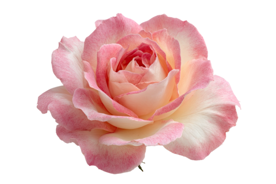 Elegant rose with pink edges, cream center on dark background