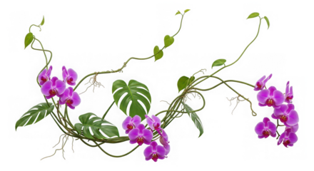 Exquisite arrangement of purple orchids, monstera leaves, and winding vines isolated on transparent background for sophisticated floral creations