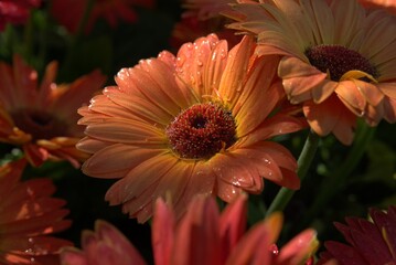 Macro Photograph Capturing the Striking Texture and Bold Orange Hues of a Single 'Joybera Orange' Gerbera Blossom with Dewdrops.