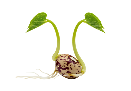 Emerging bean sprout showcases nature's resilience and potential for new life, a symbol of growth, hope, and the beauty of natural processes