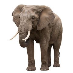 Obraz premium Majestic Elephant: A solitary African elephant stands tall, showcasing its impressive ivory tusks. Its presence evokes a sense of ancient power and serene composure.