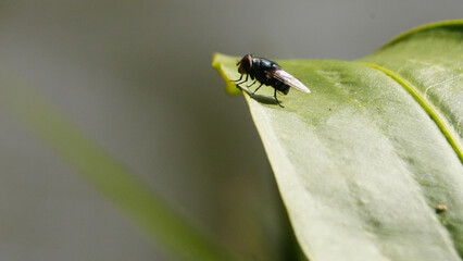 Close-up Housefly on Leaf- Musca domestica