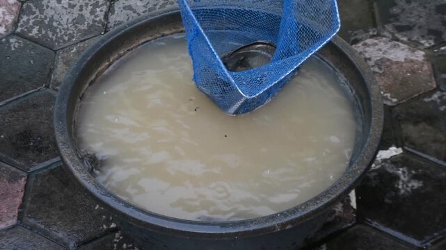 Asian Catfish Harvested by Net from Small Farm Pond or Bucket. Local Aquaculture and Fresh Fish Market Concept