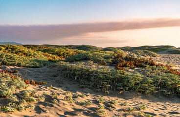 Coastal dunes at sunset with native vegetation under warm light.
