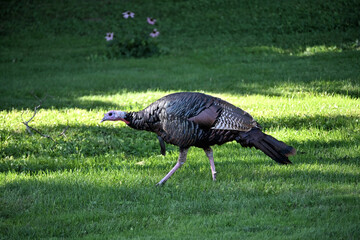 Wild Turkey in the Grass