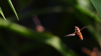 Flight of the Pollinator: A Moment of Stillness in Motion