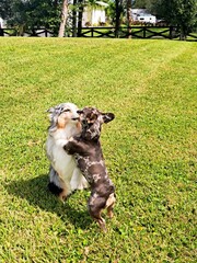 dogs playing in a yard