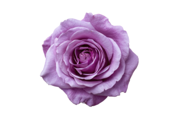 Lavender rose, petals unfurled, against a black backdrop